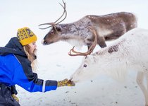 Rentiere - Nordnorwegen