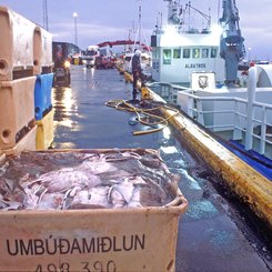 Hafen von Reykjavík