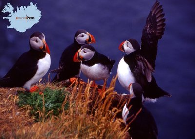Papageitaucher - Island Papageitaucher - Island