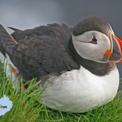 Látrabjarg - Westfjorde