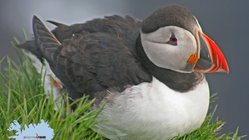 Látrabjarg - Westfjorde