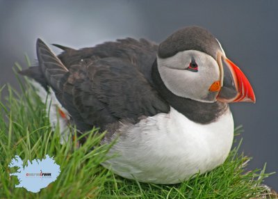 Látrabjarg - Westfjorde