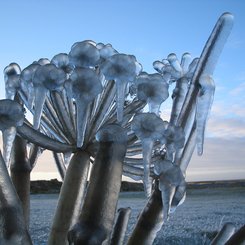 Eisflora - Südisland