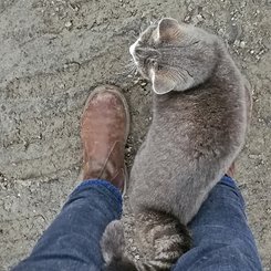 Farmkatze - Westfjorde