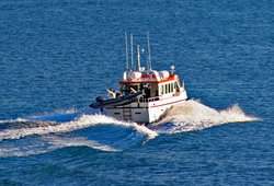 Fähren für außergewöhnliche Islandreisen - Fährboot auf dem Weg nach Hornstrandir