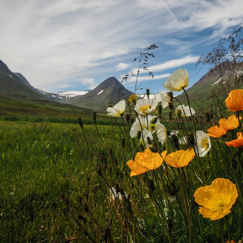 Islandmohn - Skeid - Svarfadardalur