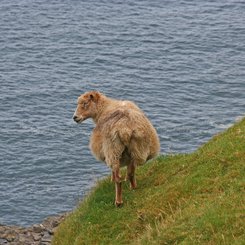 Schaf - Färöer