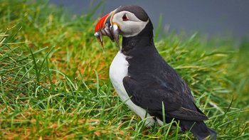 Natur pur auf Island Reisen - Papageitaucher im Gras mit Fischen im Schnabel