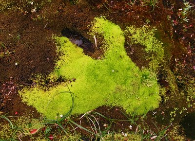 Unser Island-Reise-Katalog - Hellgrünes und dunkelgrünes Island-Moos