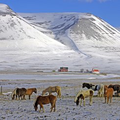 Islandpferde - Nord-Island