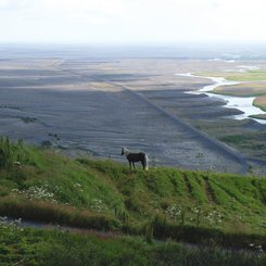 Islandpferd auf einer Wiese am Rand einer Sanderfläche