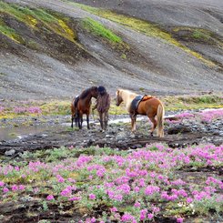 Islandpferde im Tal