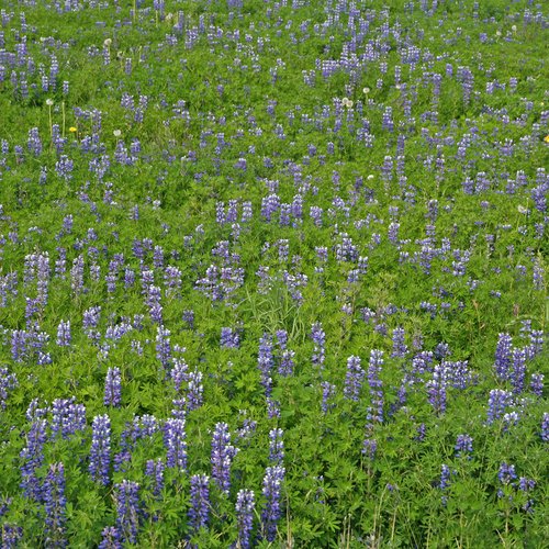 Lupinen - Mývatn-Region