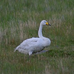 Singschwan - Südwest-Island