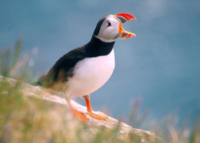 Westfjorde