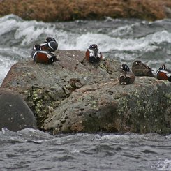 Kragenenten - West-Island