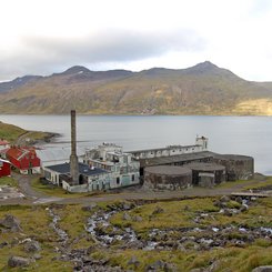 Djupavik - Westfjorde