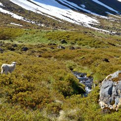 Galtardalur - Westfjorde