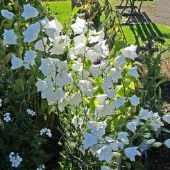 Kelchblüten - Akureyri