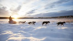Winterlandschaft und Wintersonne mit Hundeschlitten