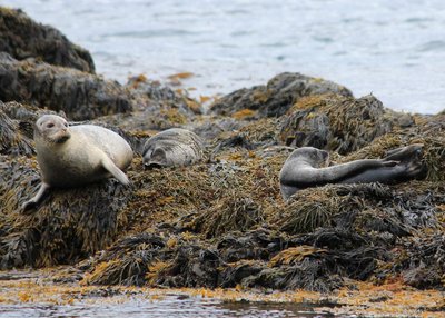 Vatnsnes - Nordwest-Island