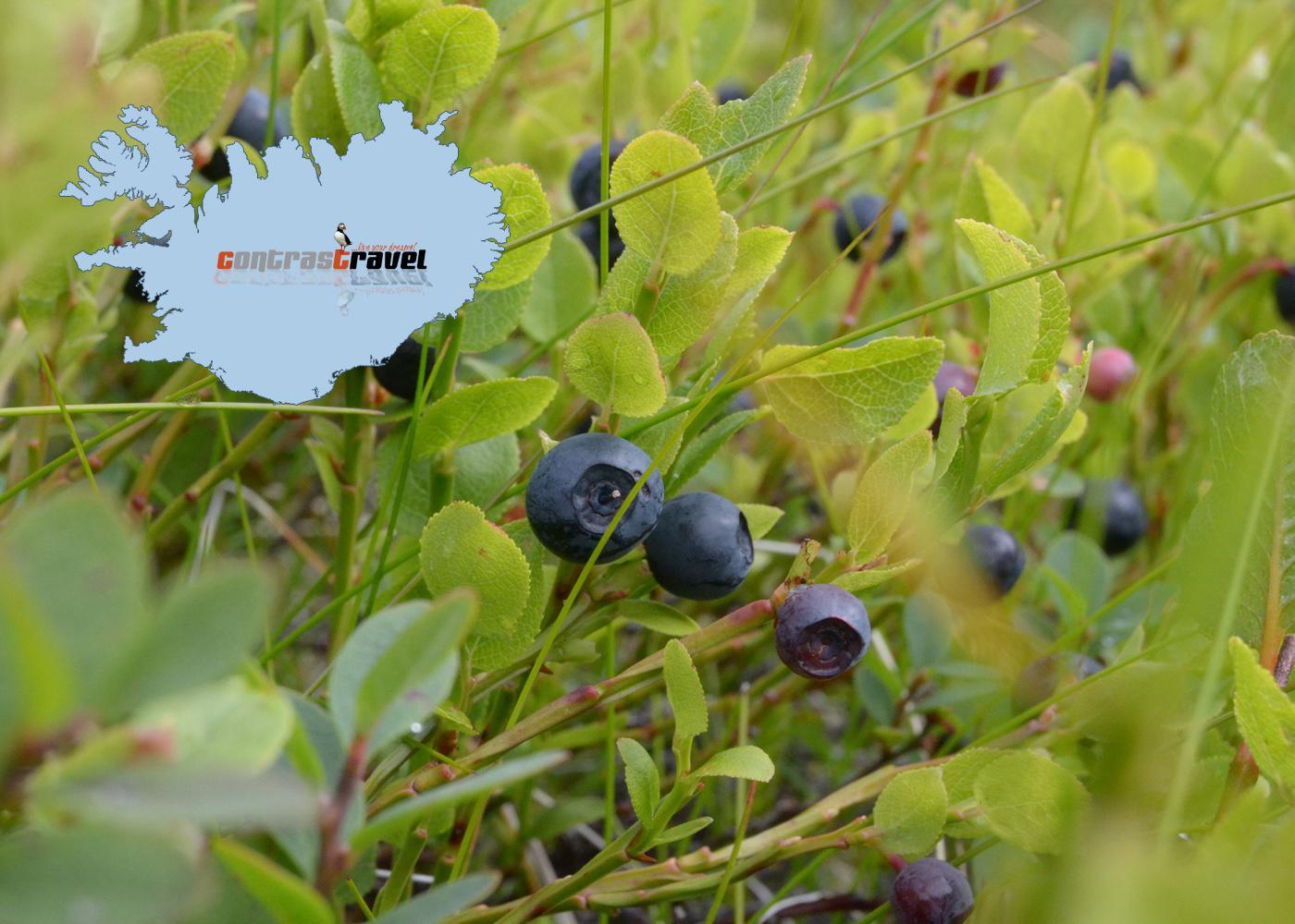 Blaubeeren - Island Blaubeeren - Island