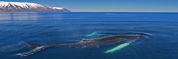 Faszination beim Urlaub im Norden - Buckelwal in der Bucht Skjálfandi