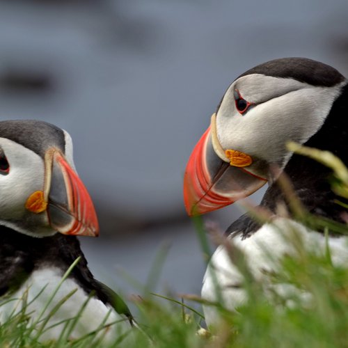 Papageientaucher - Westfjorde