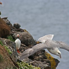 Rauðinúpur - Nordost-Island