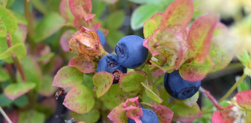 Blaubeeren