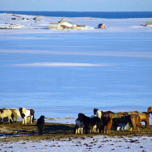 Pferdeherde - Nord-Island