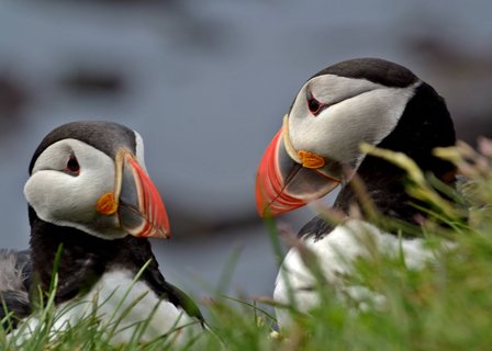 Papageientaucher - Látrabjarg - Westfjorde