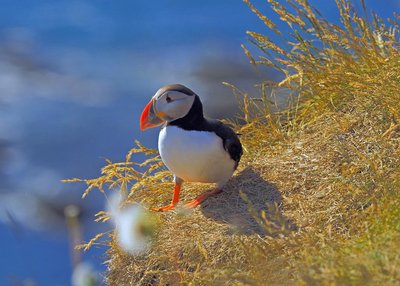 Papageitaucher - Látrabjarg - Westfjorde
