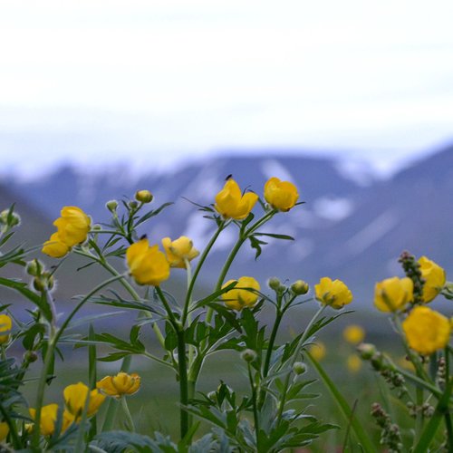 Bjarnadalur - Westfjorde