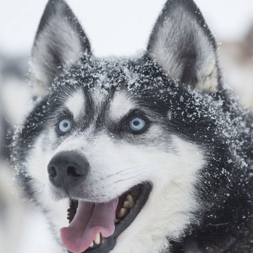 Husky im Winter Schwedisch-Lapplands