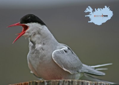 Küstenseeschwalbe - Westfjorde Küstenseeschwalbe - Westfjorde