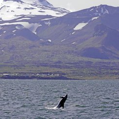 Delfin - Ólafsvík - Snæfellsnes