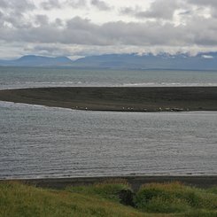 Seehunde - Nordwest-Island