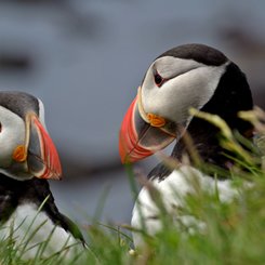 Papageitaucher - Látrabjarg - Westfjords