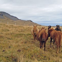 Islandpferde - Nord-Island