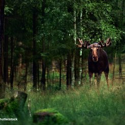 Ein Elch steht in einem dunkelgrünen Wald