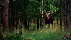 Ein Elch steht in einem dunkelgrünen Wald