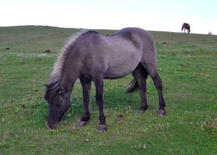 Islandpferde - graues Pferd