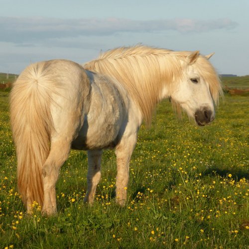 Islandpferd
