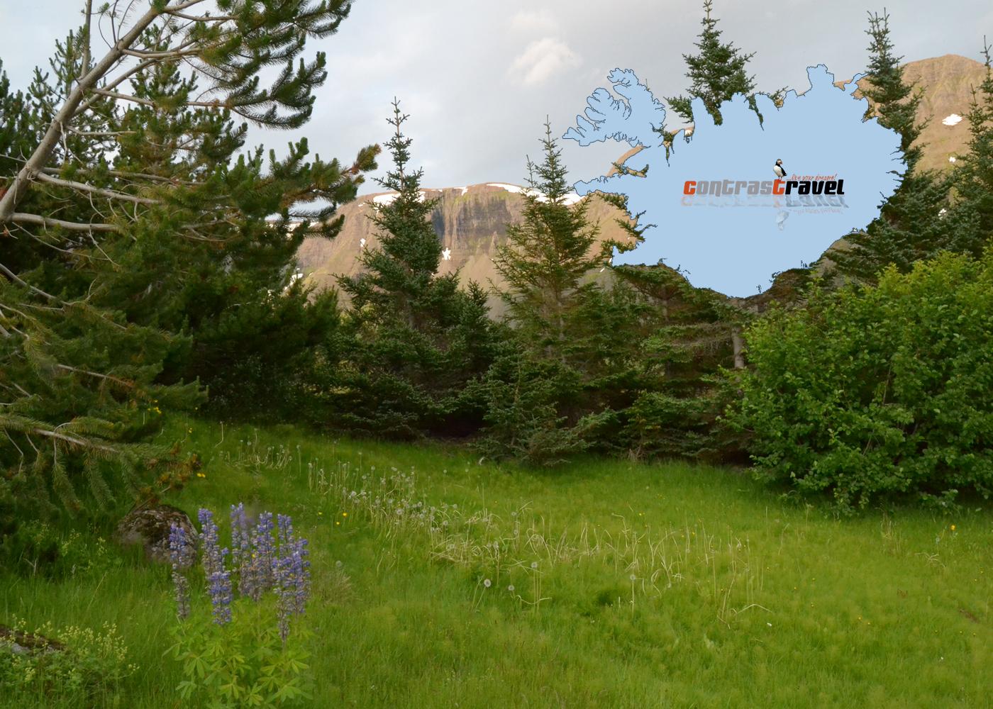 Isländischer Wald - Westfjorde Isländischer Wald - Westfjorde