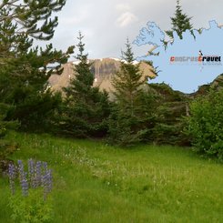 Isländischer Wald - Westfjorde