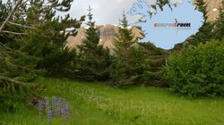 Isländischer Wald - Westfjorde Isländischer Wald - Westfjorde