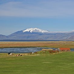 Weidelandschaft - West-Island