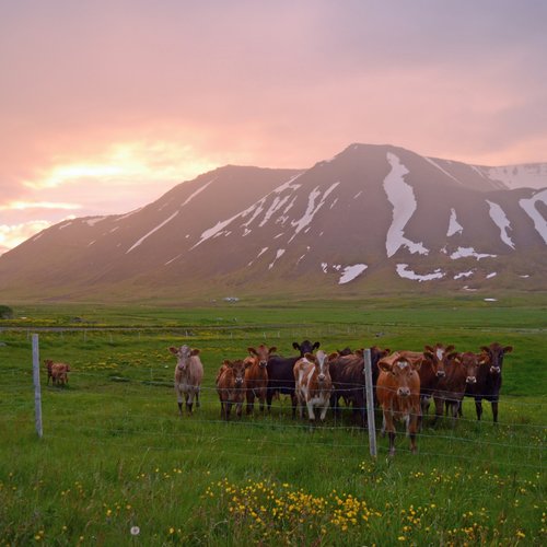 Önundarfjorður - Westfjorde