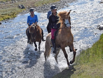 Flussdurchquerung zu Pferd - Island Flussdurchquerung zu Pferd - Island